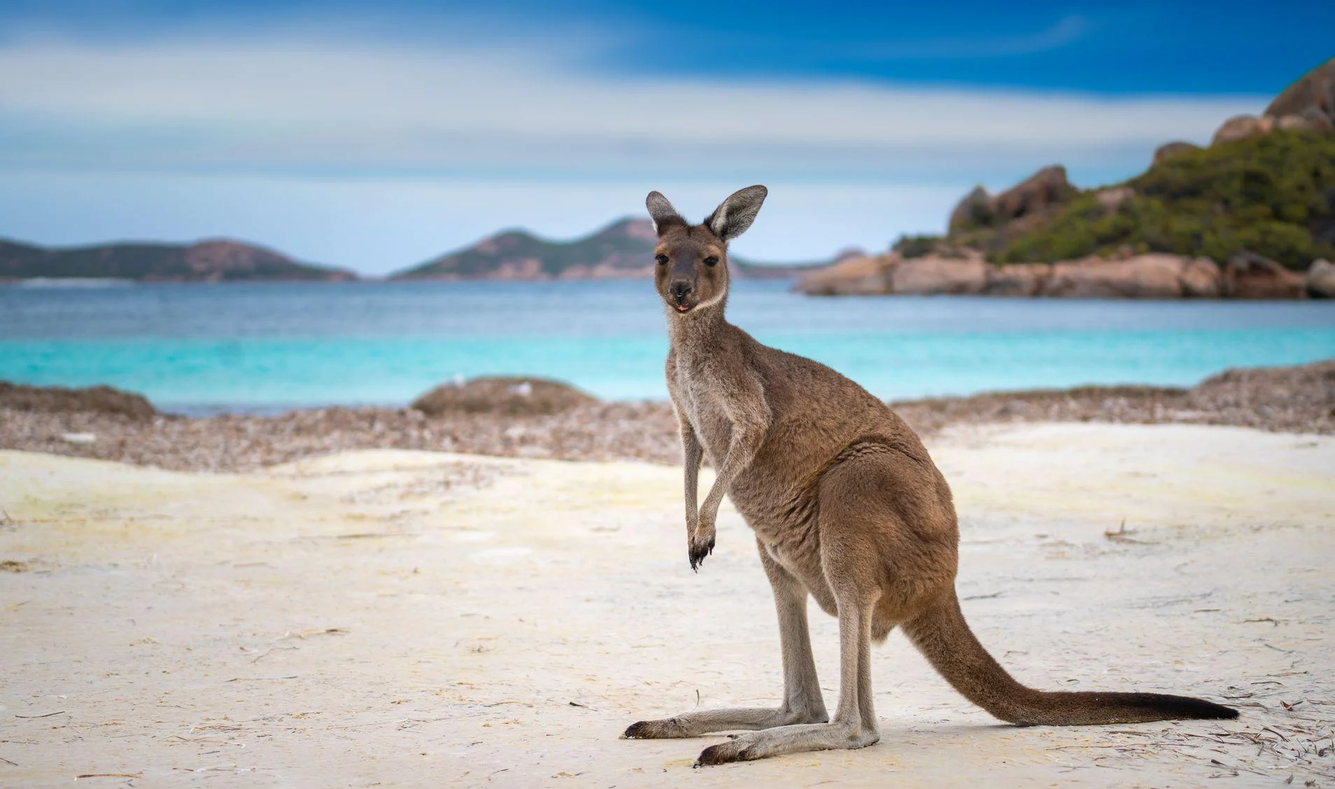 https://economia.wiki/paises/australia-la-ex-colonia-que-hoy-es-potencia-mundial/