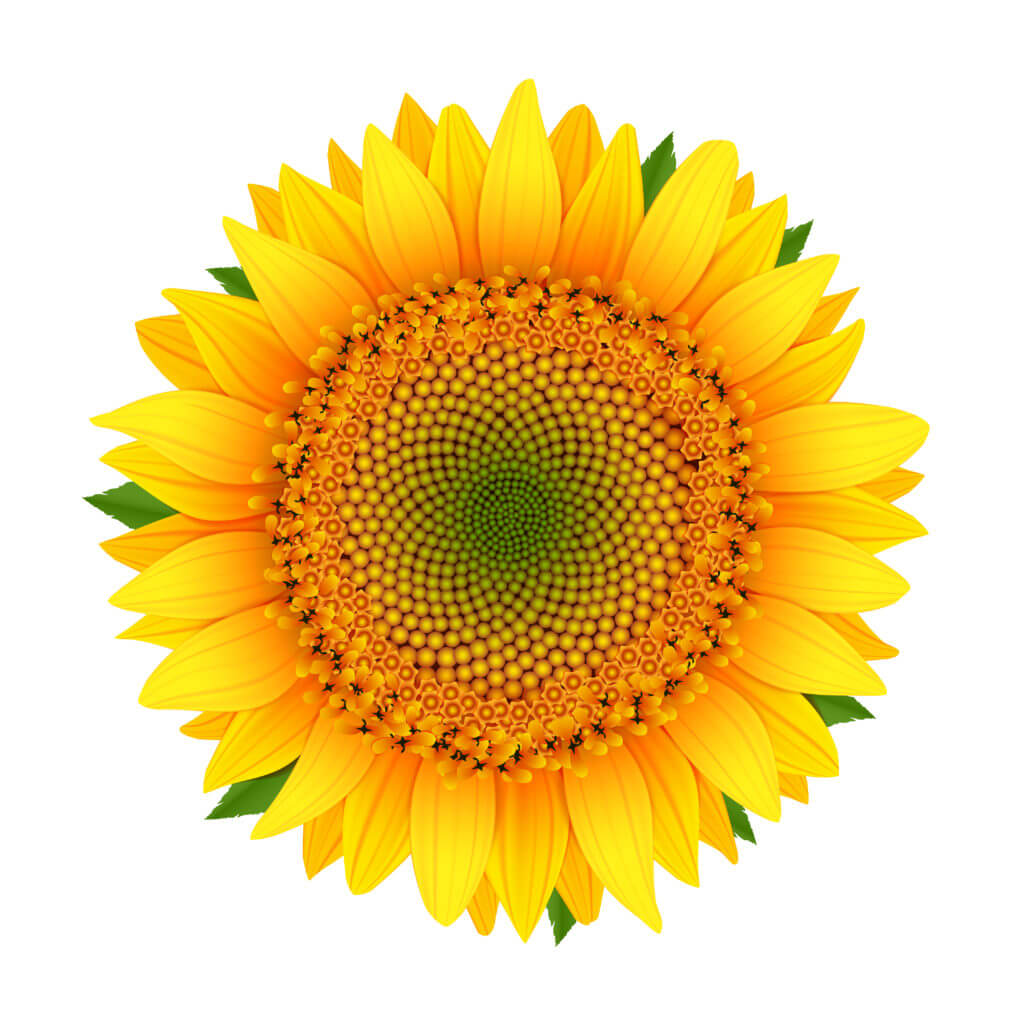 Sunflower isolated on white https://economia.wiki/impuestos/sistema-impositivo-fibonacci/