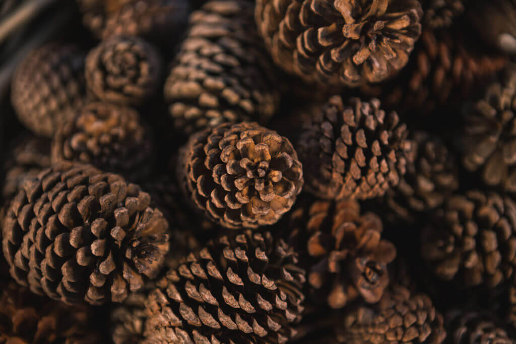 Close-up of pine cone https://economia.wiki/impuestos/sistema-impositivo-fibonacci/